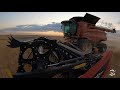 Harvesting Canola in Oklahoma