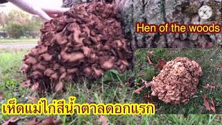 เก็บเห็ดแม่ไก่น้ำตาลดอกแรกสวยมาก ตัดยาก เจ้าของบ้านต้องออกมาช่วยค่ะ Hen of the woods