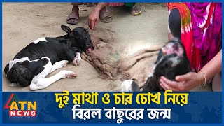 যশোরে দুই মাথা ও চার চোখের বাছুর! | Jessore District | Two Headed \u0026 Four Eyed Calf | ATN News