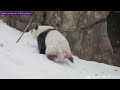 giant pandas playing in snow at national zoo