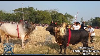 sylheti mostan 4 VS Shat bai compa 1 | bullfight jagannathpur kosurkandi