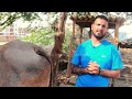 reboot varthur santhosh bangalore farm walkthrough farm animals like cows bulls buffalo sheep