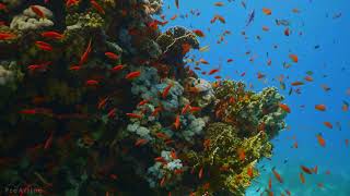 Amazing Underwater World of the Red Sea-4K Relaxation Video with Calming Music-3 HOUR