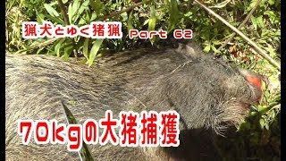 【閲覧注意】狩猟　猟犬とゆく猪猟　 Part62 初猟で70kg雌を捕獲