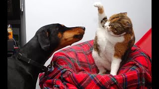 😺 Можно тебя погладить? 🐕 Смешное видео с собаками, кошками и котятами! 😸