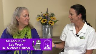All About Cat Lab Work