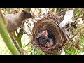 dragon fly eating struggle of baby birds bulbul mother feeding baby birds in nest