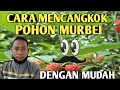 CARA MENCANGKOK MURBEI DENGAN MUDAH