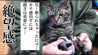 猫の楽しい時間は　絶望に変わる【唐草猫ムタさん】