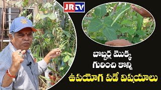 బొబ్బర్ల మొక్క ఉపయోగాలు || By Prof.Dr.Jana Rama Rao Garu | JR TV