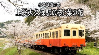 小湊鉄道の春 上総大久保駅の桜と菜の花 2022 4K