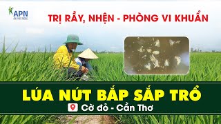 APN - CÔNG THỨC PHUN XỊT CỬ NỨT BẮP SẮP TRỔ TRONG TIẾT NÓNG KÉO DÀI - OM18 CỜ ĐỎ CẦN THƠ - HÈ THU 05