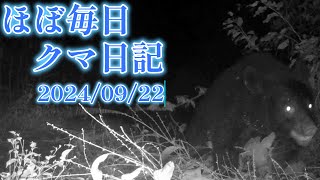 【ほぼ毎日 クマ日記】2024/09/22 　22時27分～ 17℃　熊 ツキノワグマ　安曇野