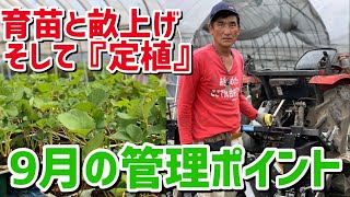 「いちご栽培 いちご農家」9月の管理ポイントご紹介 育苗期ラストスパートと畝上げそして定植へ