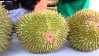 Musang King Durian Karak Malaysia