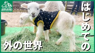 【双子は6年ぶり】かわいすぎるヒツジの赤ちゃんはじめて外の世界へ！【成田ゆめ牧場】