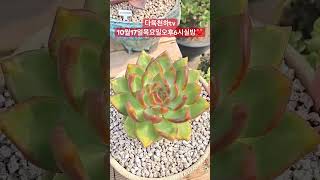 다육천하tv10월17일목요일오후6시실방❤️#다육 #flowers #plants #succulents #다육이 #다육이키우기 #多肉植物 #다육식물 #판매 #shorts #잔나비