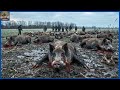 How Do American Hunters And Farmers Deal With Millions Of Giant Wild Boars | Hog Hunting