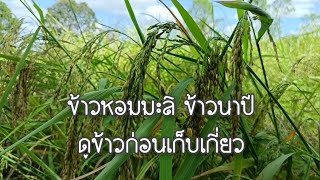 ข้าวหอมมะลิ ข้าวนาปี พาชมข้าวก่อนถึงฤดูกาลเก็บเกี่ยว