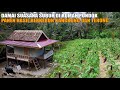 TENANG DAMAI SUASANA SUBUH DI RUMAH PONDOK | PANEN PERTAMA KALI HASIL BERKEBUN TERONG DAN KANGKUNG