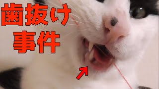 猫の歯が抜けたので病院に行った話【歯抜け事件】