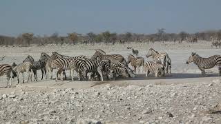 Etosha, Zebra am Wasser