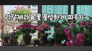 리갈제라늄 풍성하게 꽃피우는법