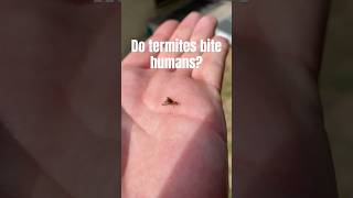 Do Termites Bite Humans?