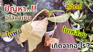 ปัญหา..!! อโลคาเซีย คอตก คอพับ ใบเหลือง เกิดจากอะไร..?