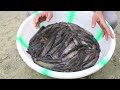 singhi fish farming singhi fish farming business.