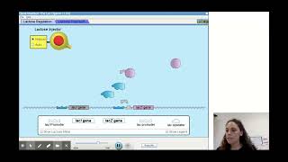 Lac Operon - PhET Simulation