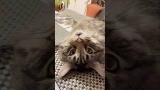 Булки склеила🤫Какие булки⁉️ну не хлебные же🤣🤣🤣 #maincoon #cat #shortvideo #funny #cyprus