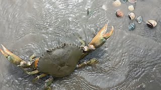 下雨天出門趕海，有魚有螃蟹有蛤蜊，伸港海尾村。