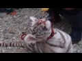 2015.10.12 那須サファリパーク☆ホワイトタイガーのマハロ_ミルク01【white tiger】