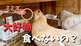 卵を温めるニワトリ。いつもと違う5つの行動【ニワトリ飼育】