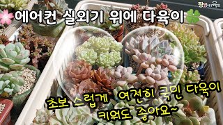 초보때 부터 키우던  실외기 위 다육이들🌺여전히 국민 다육이가 좋아요~  작은 밭떼기🍀