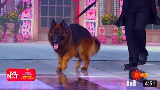 CID moosa Dog Arjun|Germen shepherd 🐶😲