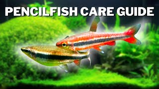 The Ultimate Apistogramma Tankmate - Pencilfish Care Guide