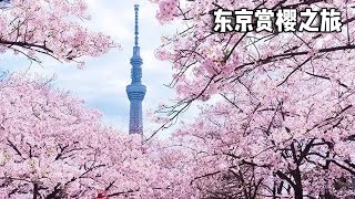 东京赏樱之旅，今年樱花季来的有点晚，来个城市漫游也很好【行走世界的北京老刘】