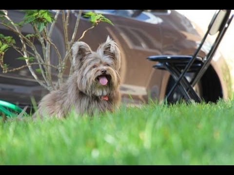 Stop Your Dog From Barking at Fireworks Stop Your Dog From Barking at Fireworks