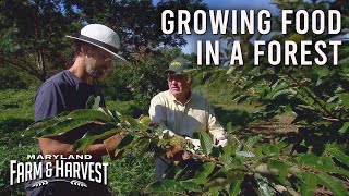 Growing Food in a Forest?  |  MD F\u0026H