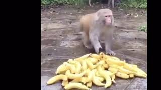 Oh These Are Pretty Cool Bananas #463 but every time a monkey picks up a banana, it plays OTAPCB.