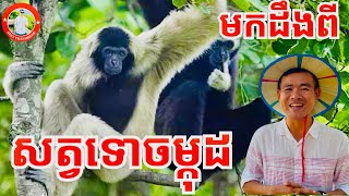 ស្វែងយល់អំពី សត្វទោចម្កុដ