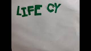 life cycle of a plant no budget stop motion animation school project