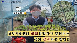 [삽목] 국화삽목하는 방법🌸/국화 쉽게 삽목하고 싶은 분🙋‍♀️