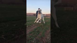 Dev Anadolu Çoban Köpegi🦁😡Amazing Kangal Dog #shorts #dog