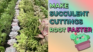 How Long Does It Take For Succulent Cuttings To Root