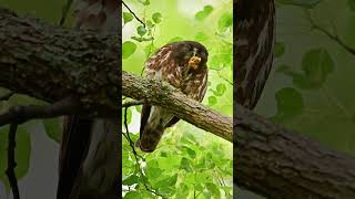 アオバズク　Brown Hawk Owl   Epi 5