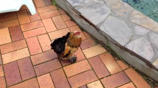 Friendly rooster follows owner