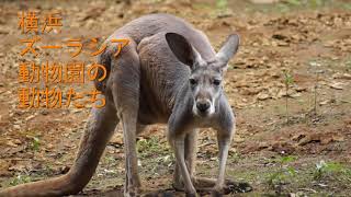 横浜ズーラシア動物園の動物たち